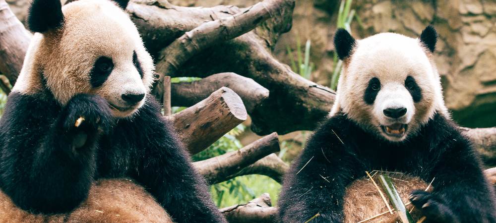 中国大熊猫对外国人的吸引力究竟有多强？ - 聘外网