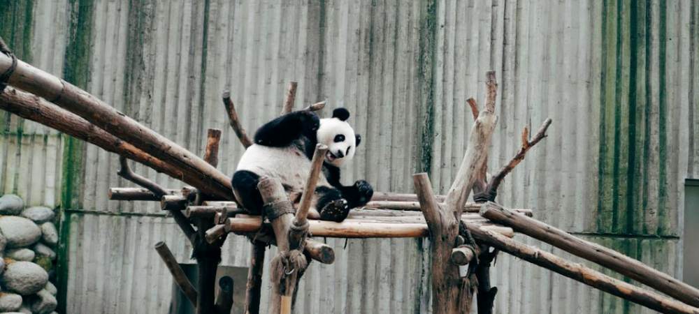 外国人对熊猫的评价是怎样的？ - 聘外网