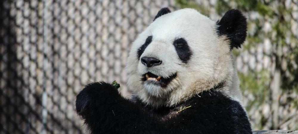 外国人对大熊猫的喜爱究竟有多深？ - 聘外网