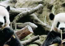 大熊猫受外国人喜爱这是真的吗？