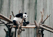 外国人对熊猫的评价是怎样的？