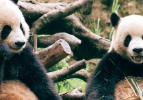 中国大熊猫对外国人的吸引力究竟有多强？