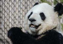 外国人对大熊猫的喜爱究竟有多深？